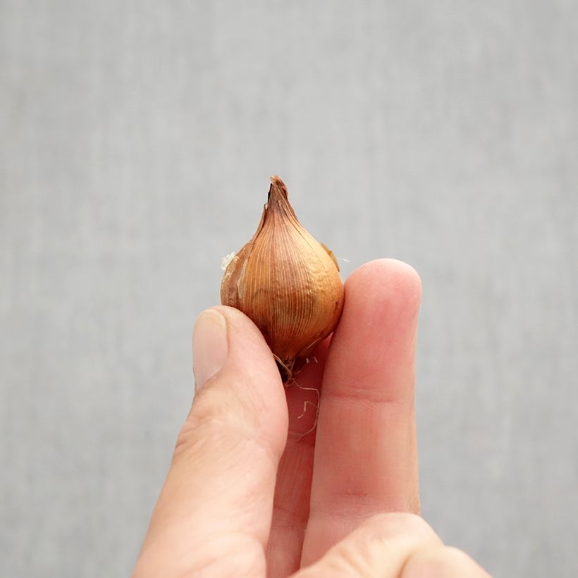 Exemplaar van Iris hollandica Lion King - Hollandse iris Bol kaliber 6+ zoals geleverd in de herfst