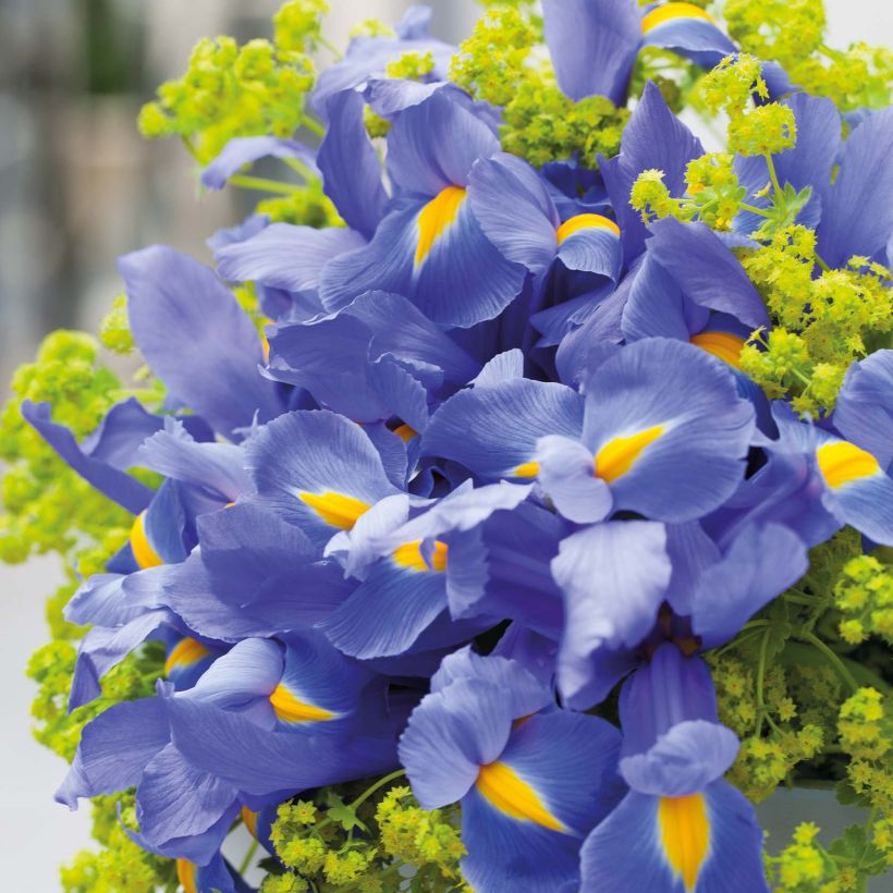 Iris hollandica Professor Blaauw - Hollandse iris (Bloei)