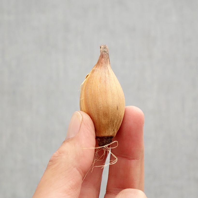 Exemplaar van Iris hollandica Red Ember - Hollandse iris Bol kaliber 8+ zoals geleverd in de herfst