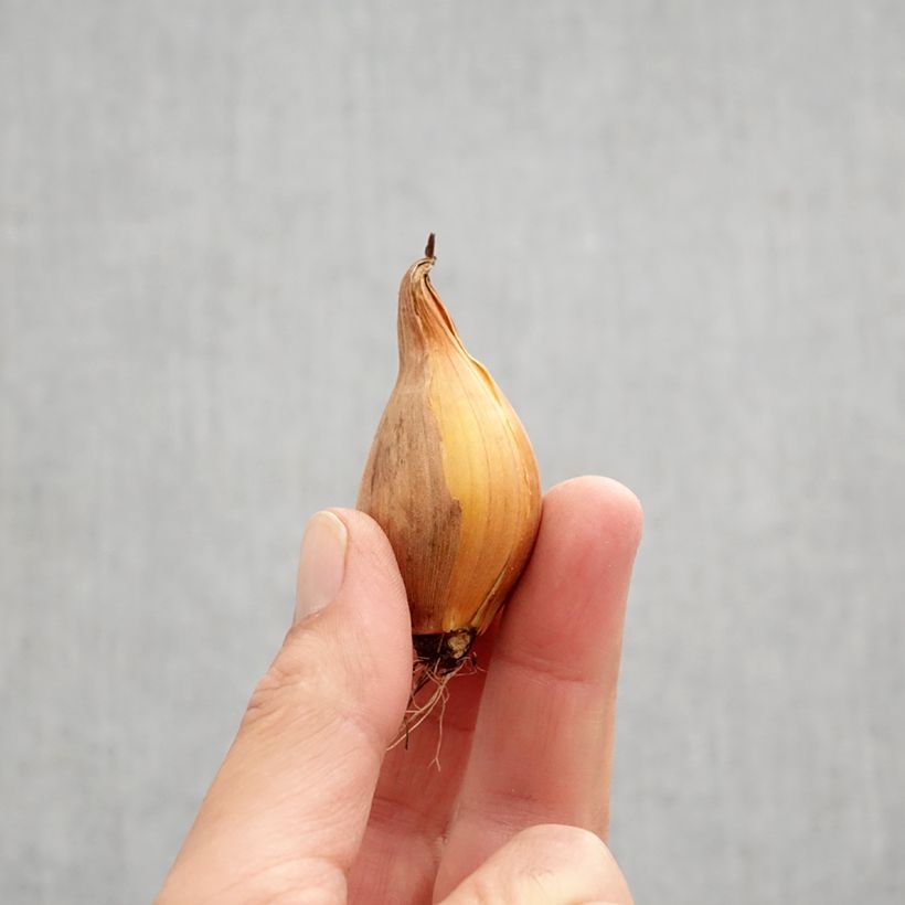 Exemplaar van Iris hollandica Royal Yellow - Hollandse iris Bol kaliber 8+ zoals geleverd in de herfst