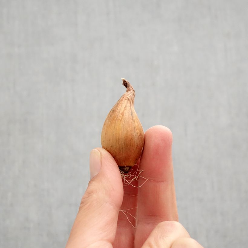 Exemplaar van Iris hollandica Sapphire Beauty - Hollandse iris Bol kaliber 8+ zoals geleverd in de herfst