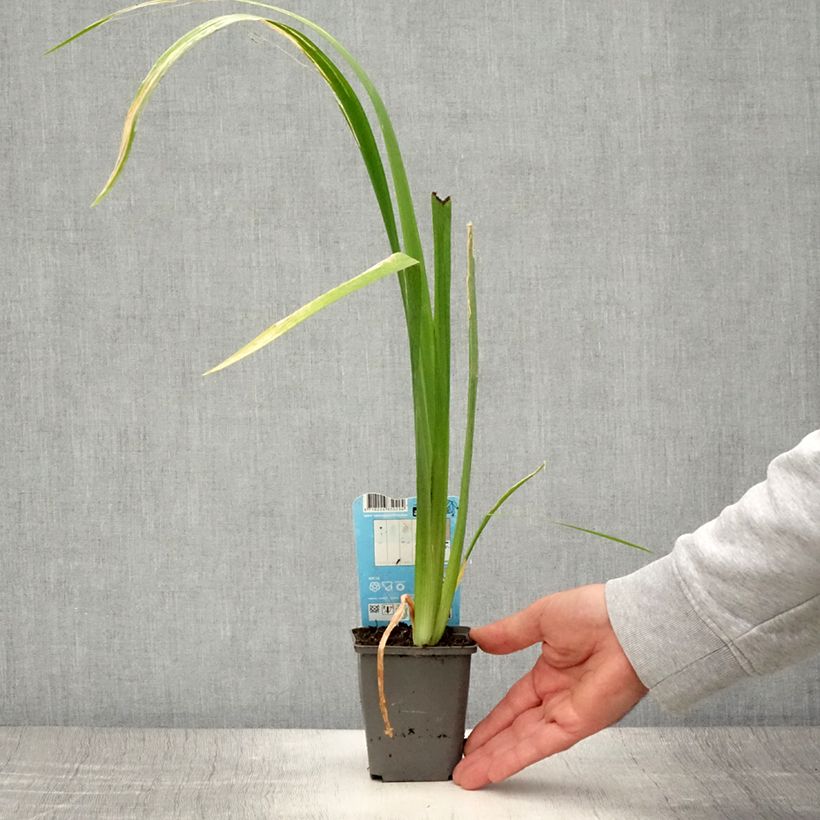 Exemplaar van Iris louisiana Ann Chowning - Rode Japanse iris Kweekpotje van 8/9 cm zoals geleverd in de zomer
