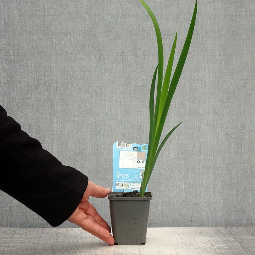 Exemplaar van Iris louisiana Ann Chowning - Rode Japanse iris Kweekpotje van 8/9 cm zoals geleverd in de lente