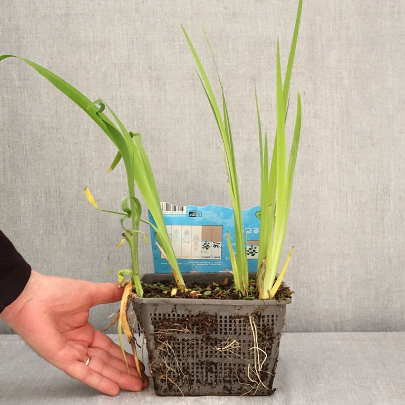 Exemplaar van Iris louisiana Ann Chowning - Rode Japanse iris Pot van 1 l/1,5 l zoals geleverd in de lente