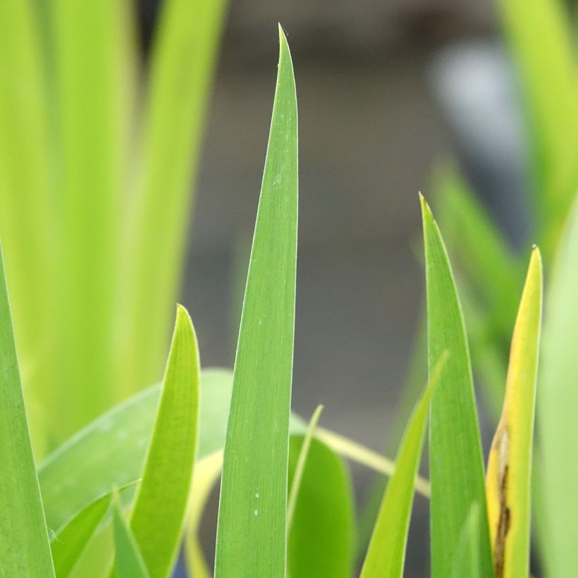 Iris louisiana Black Gamecock - Zwarte Lis (Blad)