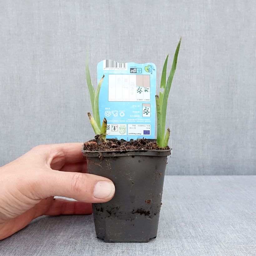 Exemplaar van Iris louisiana Black Gamecock - Zwarte Lis Kweekpotje van 8/9 cm zoals geleverd in de lente