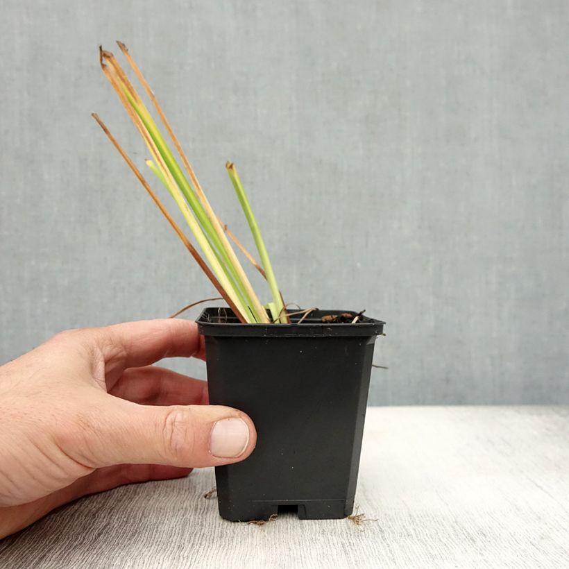 Exemplaar van Iris sibirica Blue King - Siberische iris Kweekpotje van 8/9 cm zoals geleverd in de herfst