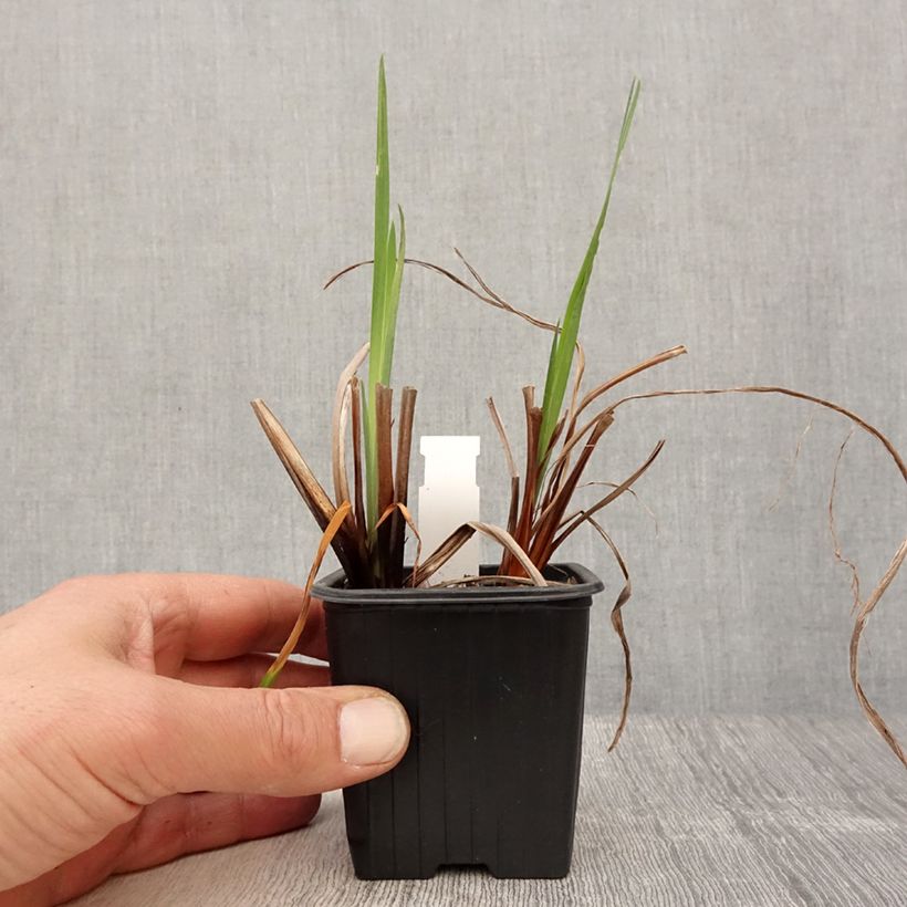 Exemplaar van Iris sibirica Blue Moon - Siberische iris Kweekpotje van 8/9 cm zoals geleverd in de lente