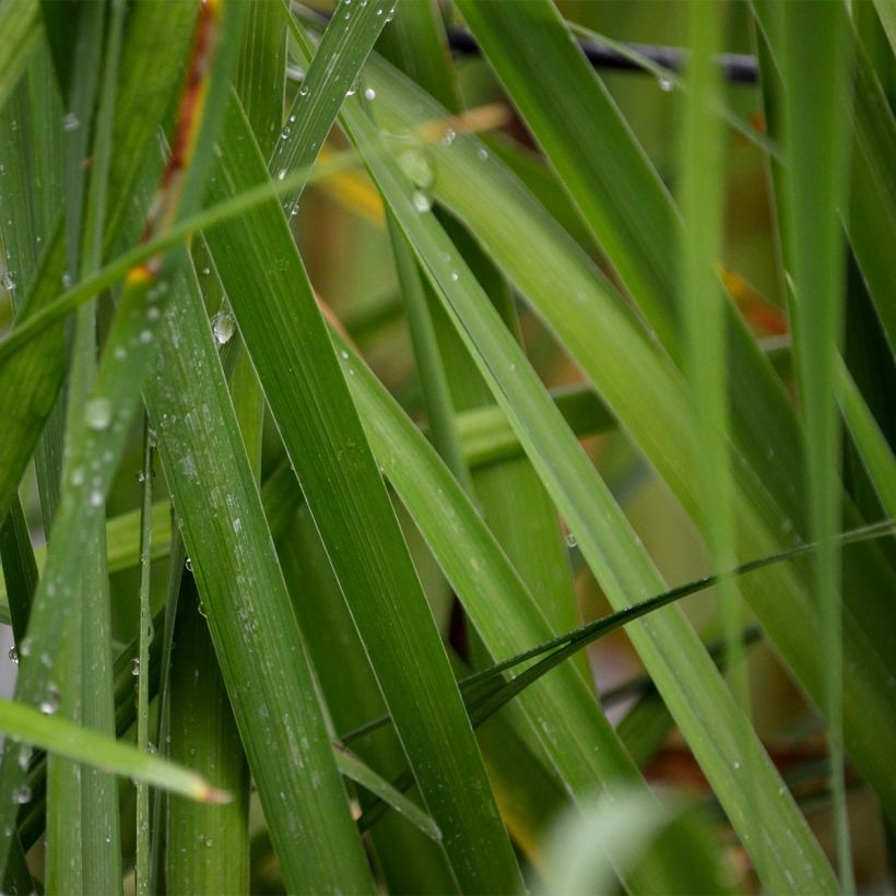Iris sibirica Caesar's Brother - Siberische iris (Blad)