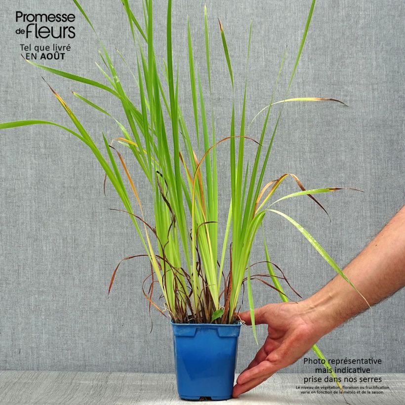 Exemplaar van Iris sibirica Caesar's Brother - Siberische iris Pot van 1 l/1,5 l zoals geleverd in de zomer