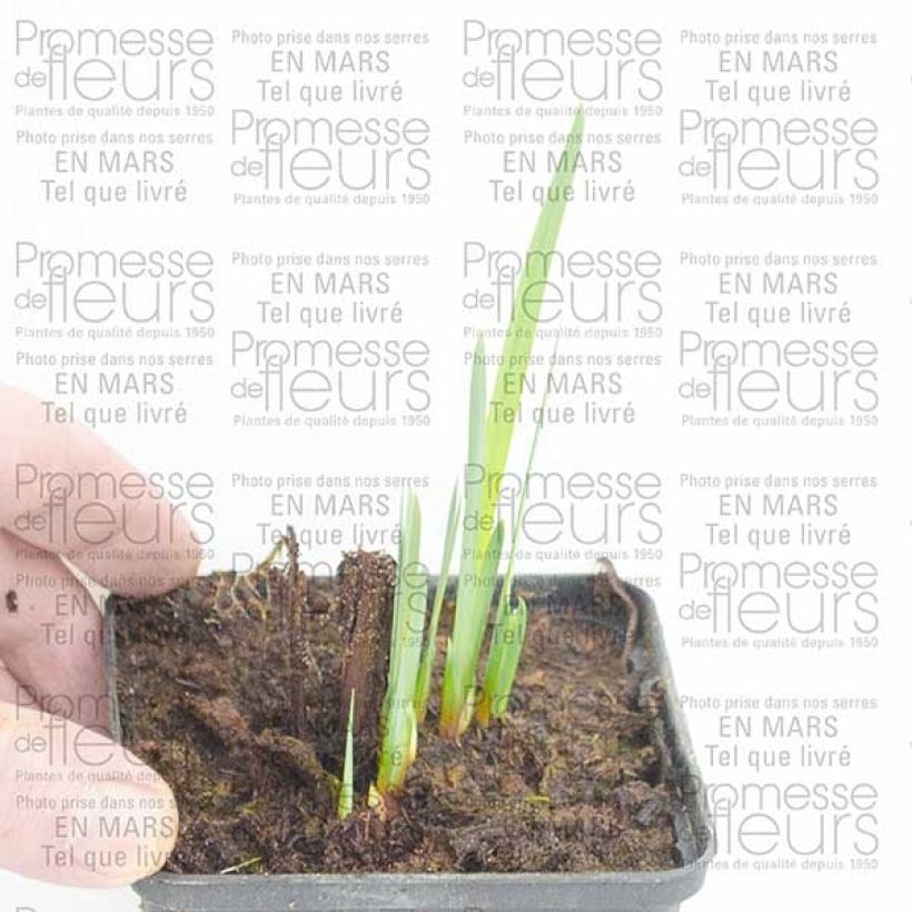 Voorbeeld van een exemplaar van Iris sibirica Double Standard - Siberische iris Naakte wortel zoals geleverd