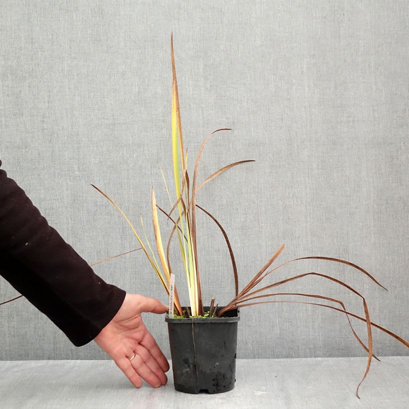 Exemplaar van Iris sibirica Double Standard - Siberische iris Pot van 1,5 l/2 l zoals geleverd in de herfst