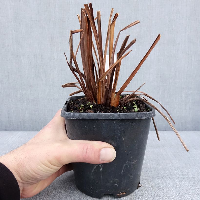 Exemplaar van Iris de Sibérie - Iris sibirica Double Standard Pot de 1,5L/2L zoals geleverd in de winter