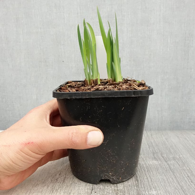 Exemplaar van Iris sibirica Double Standard - Siberische iris Pot van 1,5 l/2 l zoals geleverd in de lente