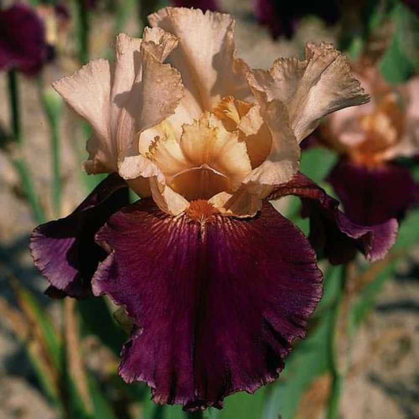 Iris germanica Double Espoir - Baardiris (Bloei)