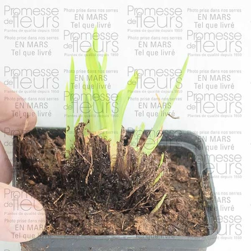 Voorbeeld van een exemplaar van Iris ensata Crystal Halo - Japanse iris Kweekpotje van 8/9 cm zoals geleverd
