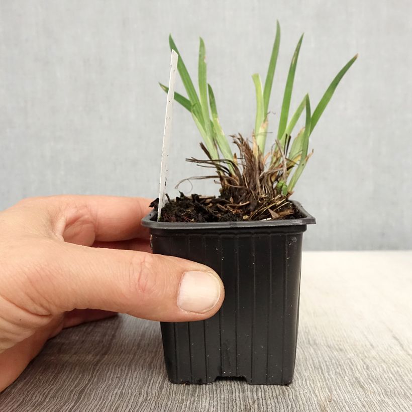 Example of Iris ensata Crystal Halo - Japanse iris Kweekpotje van 8/9 cm as you get in printemps