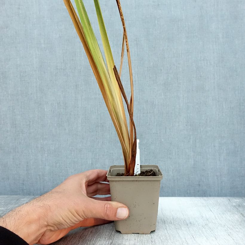 Exemplaar van Iris ensata Diamant - Japanse iris Kweekpotje van 8/9 cm zoals geleverd in de herfst