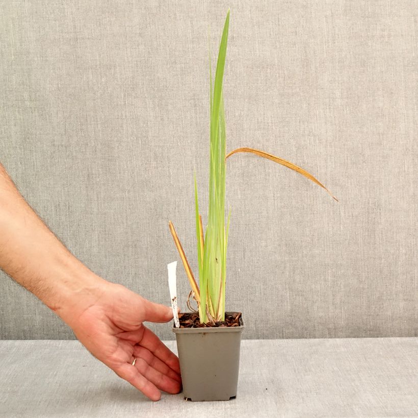 Exemplaar van Iris ensata Diamant - Japanse iris Kweekpotje van 8/9 cm zoals geleverd in de zomer