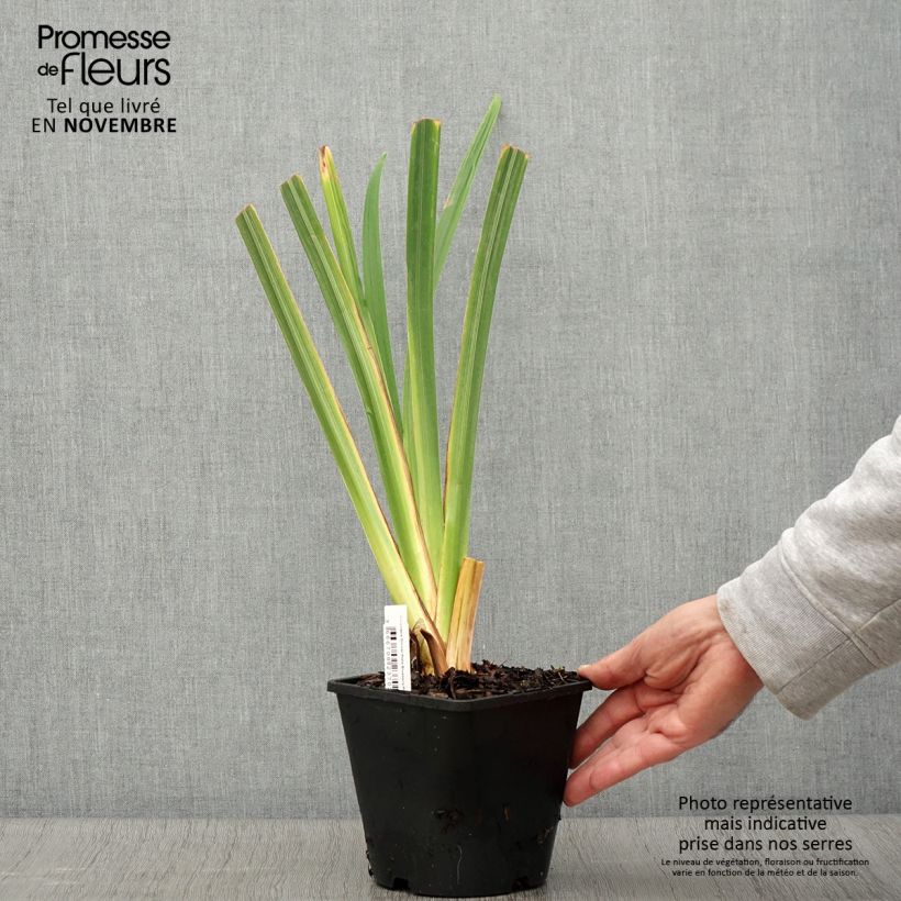 Exemplaar van Iris du Japon - Iris ensata Dinner Plate Blueberry Pie Pot de 2L/3L zoals geleverd in de herfst