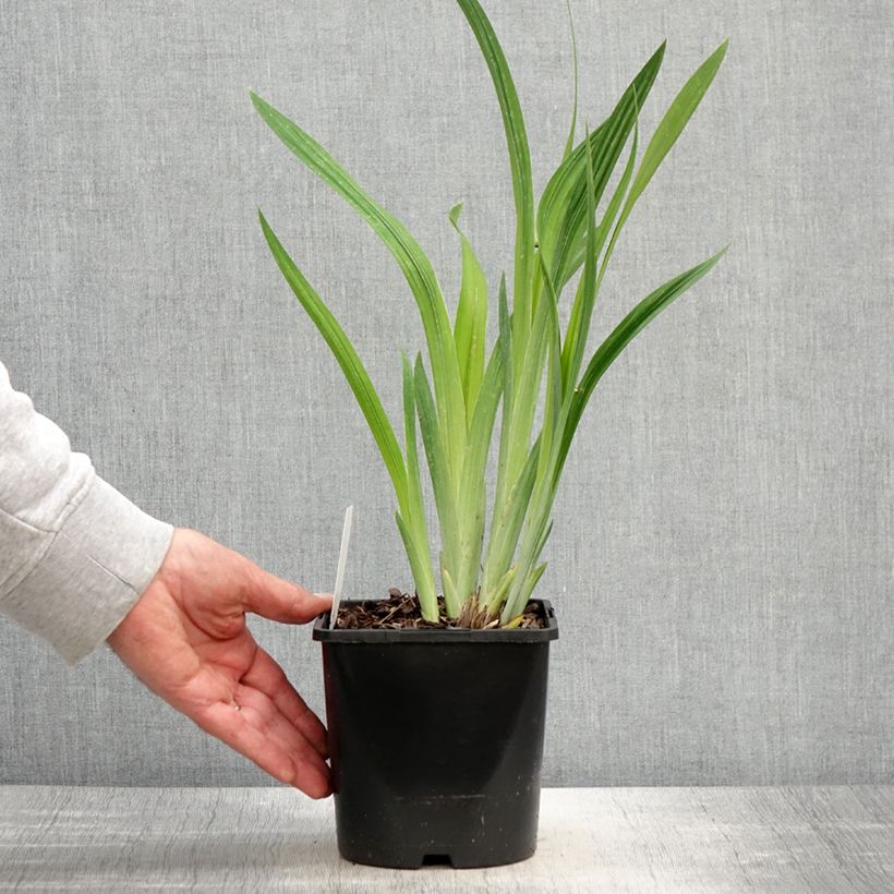 Example of Iris ensata Dinner Plate Blueberry Pie - Japanse iris Pot van 2 l/3 l as you get in printemps