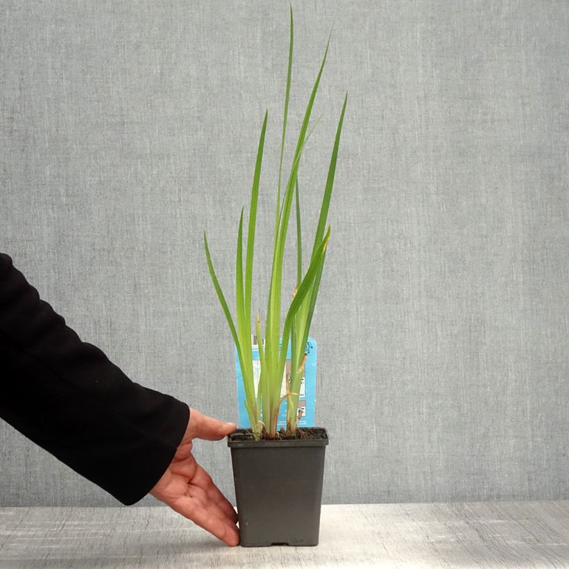 Exemplaar van Iris ensata Dinner plate Cheese Cake - Japanse iris Kweekpotje van 8/9 cm zoals geleverd in de lente