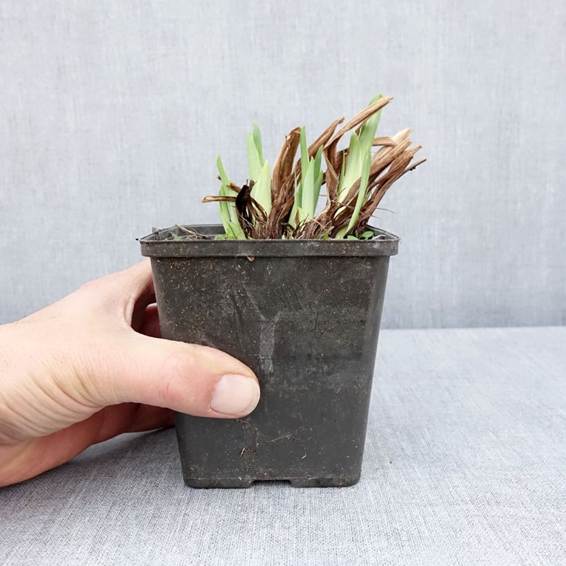 Example of Iris ensata Dinner Plate Cupcake - Japanse iris Kweekpotje van 8/9 cm as you get in printemps