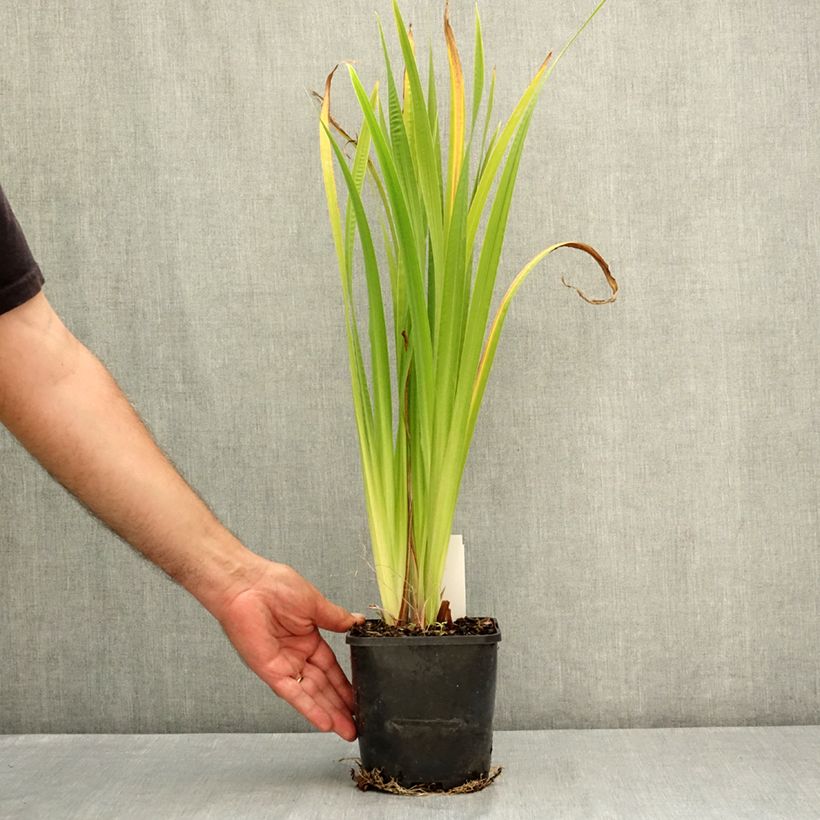 Exemplaar van Iris ensata Dinner Plate Cupcake - Japanse iris Pot van 2 l/3 l zoals geleverd in de zomer
