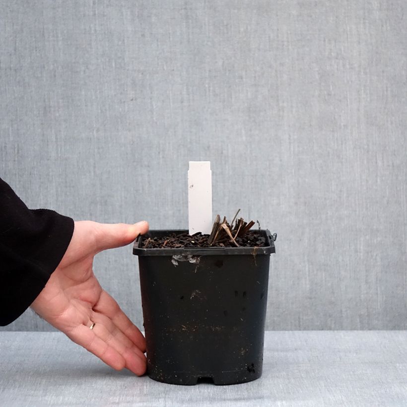 Exemplaar van Iris ensata Dinner Plate Cupcake - Japanse iris Pot van 2 l/3 l zoals geleverd in de winter