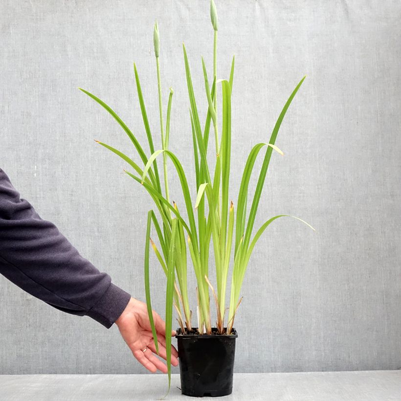 Example of Iris ensata Dinner Plate Cupcake - Japanse iris Pot van 2 l/3 l as you get in printemps