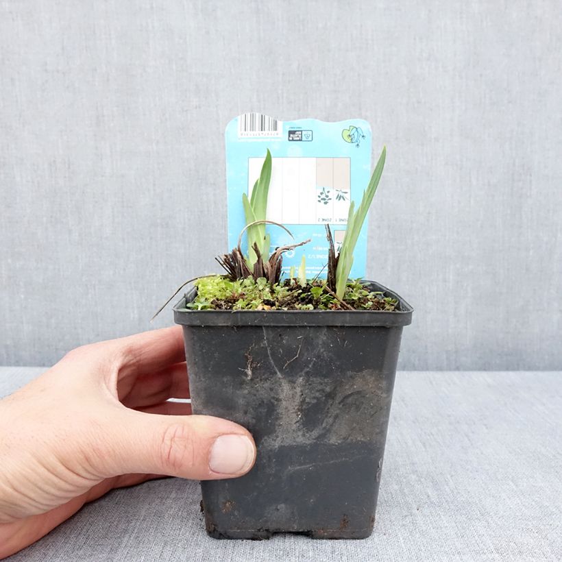 Exemplaar van Iris ensata Dinner Plate Ice Cream - Japanse iris Kweekpotje van 8/9 cm zoals geleverd in de lente