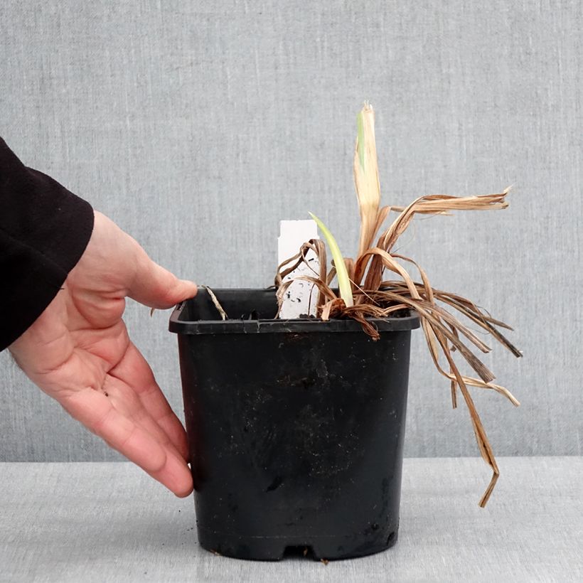 Exemplaar van Iris ensata Dinner Plate Ice Cream - Japanse iris Pot van 2 l/3 l zoals geleverd in de winter