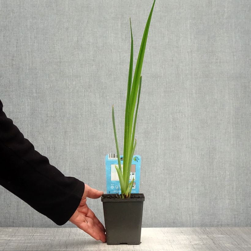 Exemplaar van Iris ensata Dinner Plate Jell-O - Japanse iris Pot van 1 l/1,5 l zoals geleverd in de lente