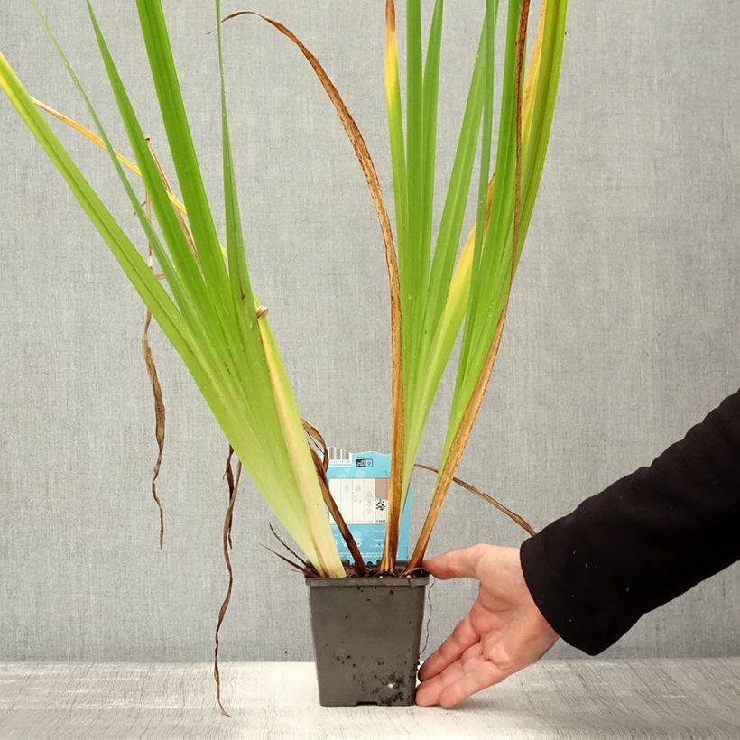 Exemplaar van Iris ensata Dinner Plate Jell-O - Japanse iris Pot van 1 l/1,5 l zoals geleverd in de herfst