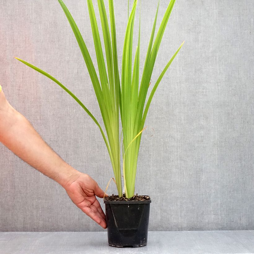 Exemplaar van Iris ensata Dinner Plate Jell-O - Japanse iris Pot van 1 l/1,5 l zoals geleverd in de zomer
