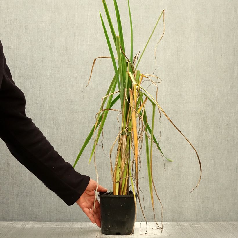 Exemplaar van Iris du Japon - Iris ensata Dinner Plate Sundae Pot de 2L/3L zoals geleverd in de herfst