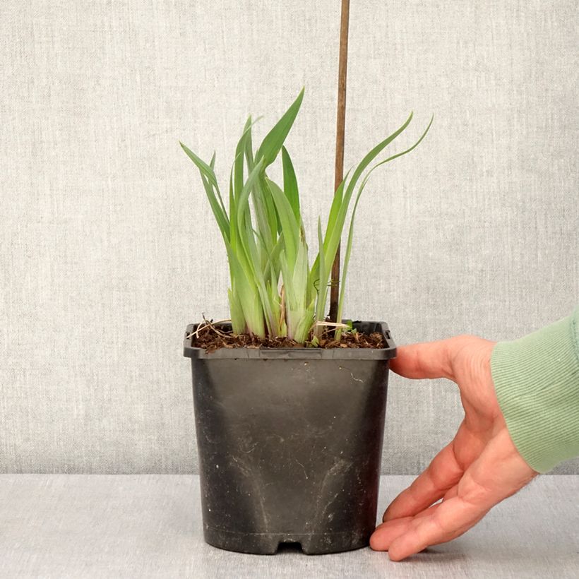 Exemplaar van Iris ensata Dinner Plate Sundae - Japanse iris Pot van 2 l/3 l zoals geleverd in de lente