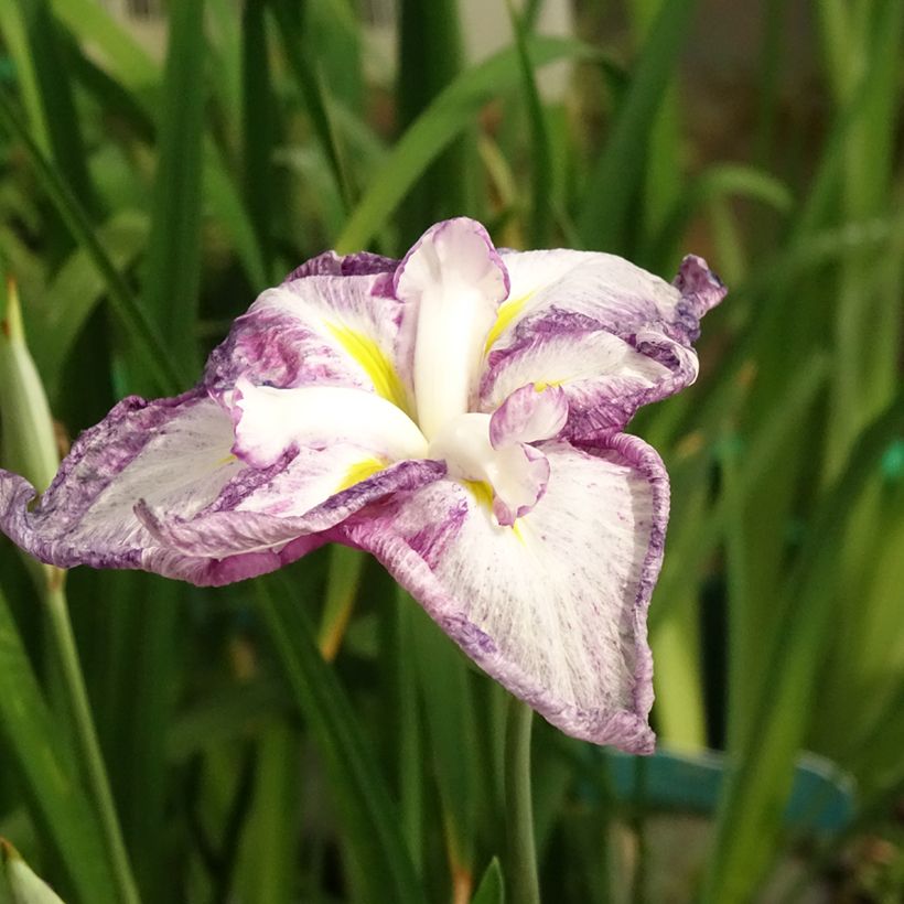 Iris ensata Dinner Plate Tiramisu - Japanse iris (Bloei)
