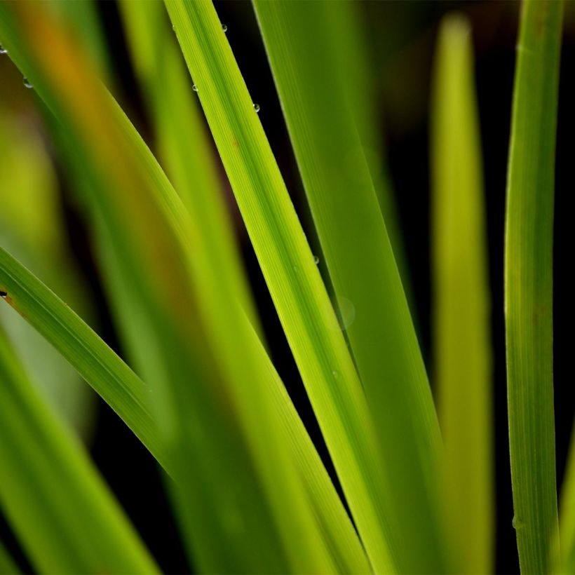 Iris ensata Gold Bound - Japanse iris (Blad)