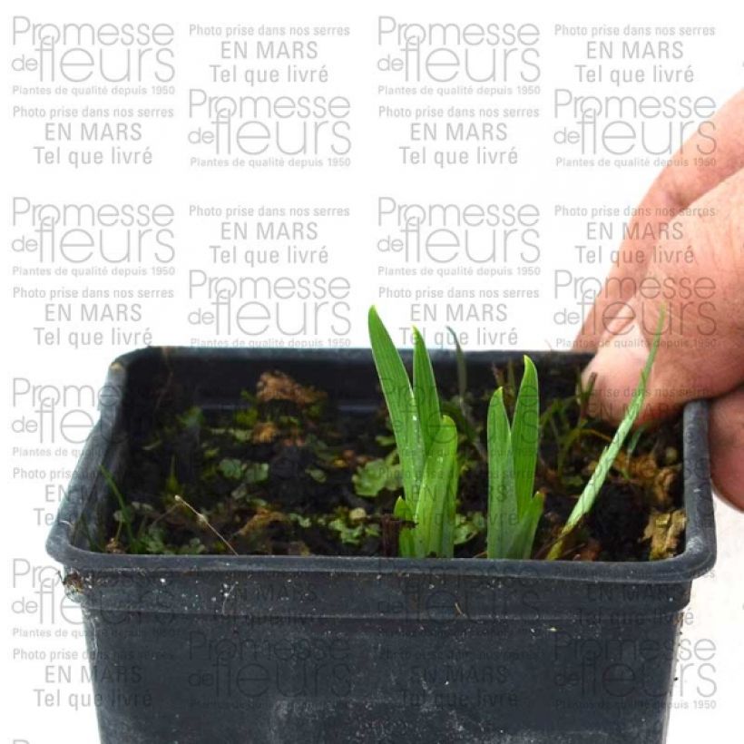 Voorbeeld van een exemplaar van Iris ensata Gold Bound - Japanse iris Naakte wortel zoals geleverd