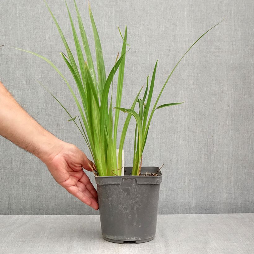 Exemplaar van Iris ensata Harlequinesque - Japanse iris Pot van 2 l/3 l zoals geleverd in de herfst