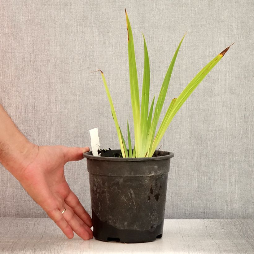 Exemplaar van Iris ensata Harlequinesque - Japanse iris Pot van 2 l/3 l zoals geleverd in de zomer
