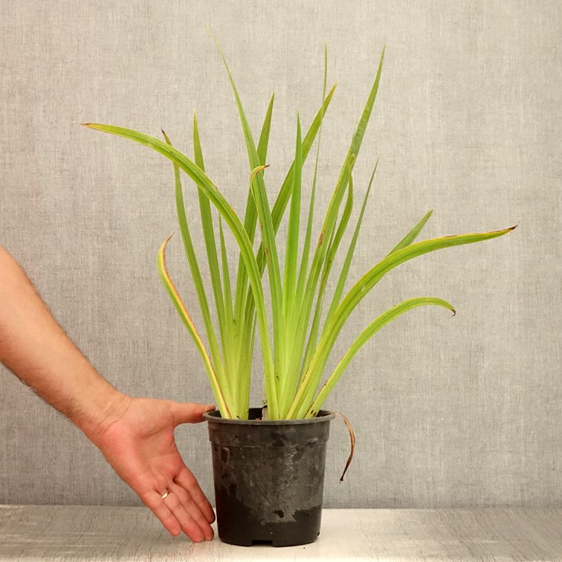 Exemplaar van Iris ensata Sugar Dome - Japanse iris Pot van 2 l/3 l zoals geleverd in de zomer