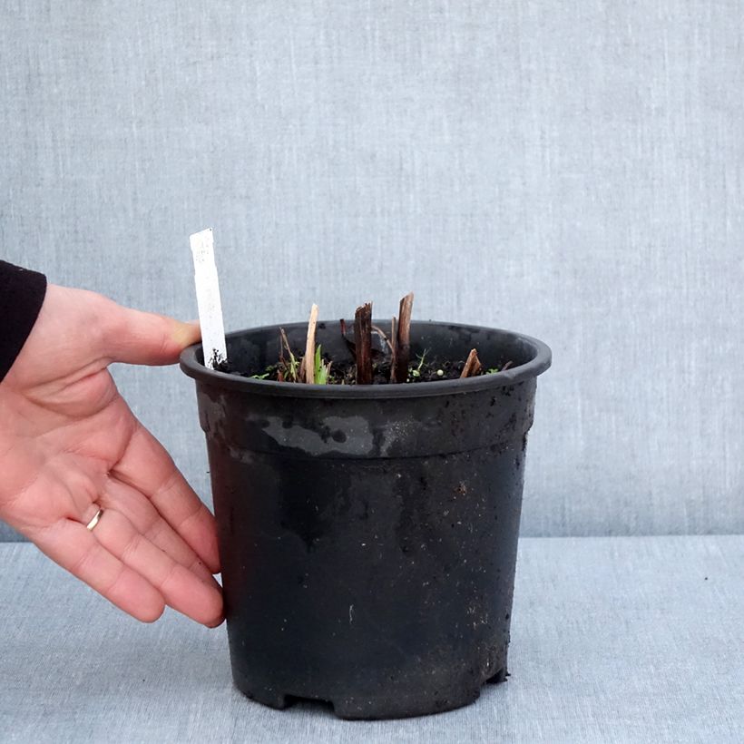 Exemplaar van Iris ensata Sugar Dome - Japanse iris Pot van 2 l/3 l zoals geleverd in de lente