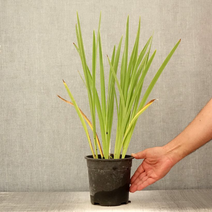 Exemplaar van Iris ensata Variegata - Japanse iris Pot van 2 l/3 l zoals geleverd in de zomer