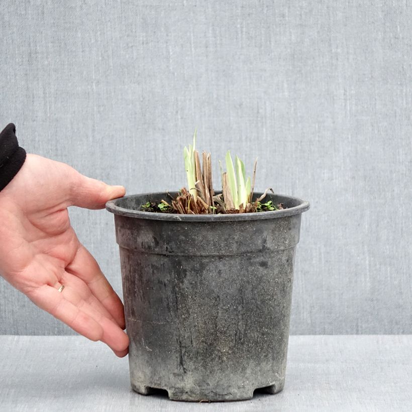 Example of Iris ensata Variegata - Japanse iris Pot van 2 l/3 l as you get in printemps