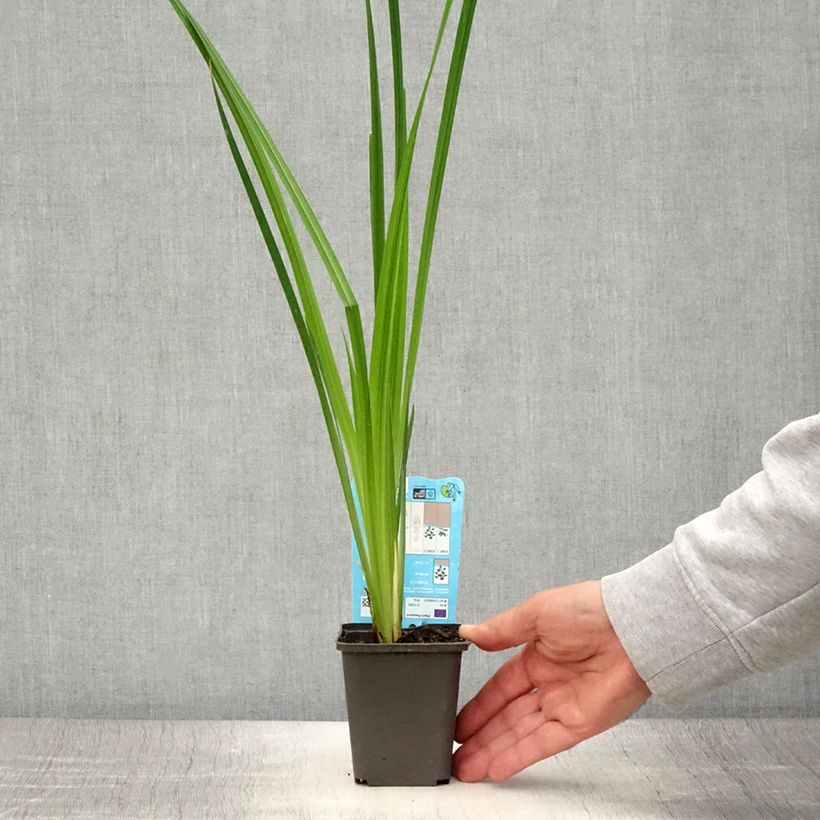 Exemplaar van Iris ensata White Ladies - Japanse iris Kweekpotje van 8/9 cm zoals geleverd in de zomer