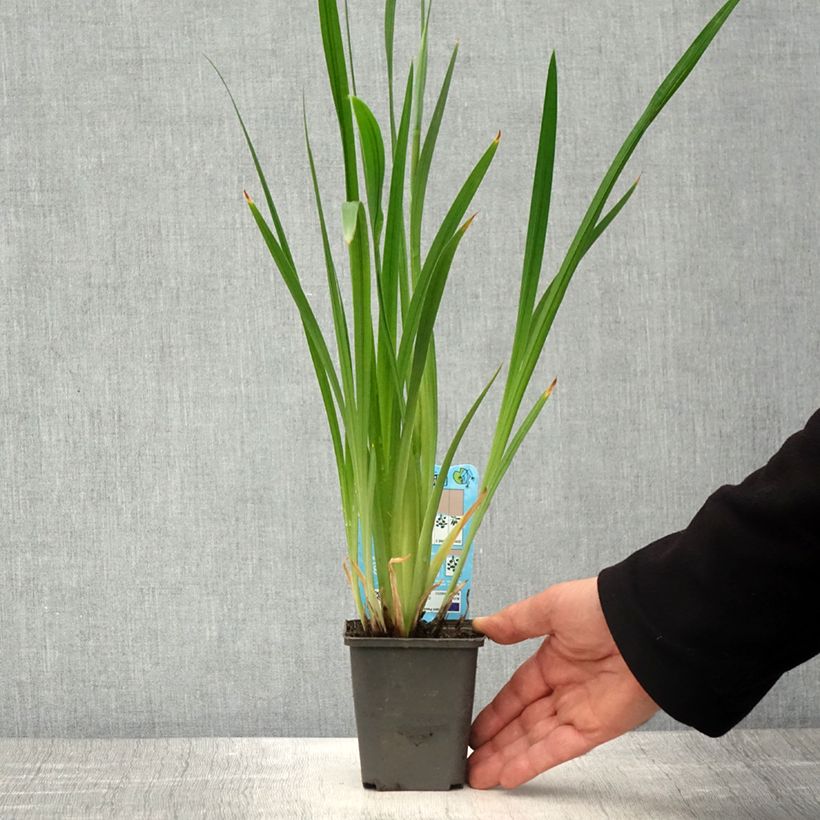 Exemplaar van Iris ensata White Ladies - Japanse iris Kweekpotje van 8/9 cm zoals geleverd in de lente