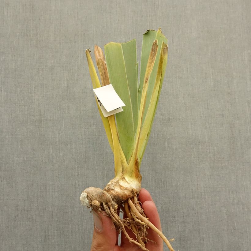 Exemplaar van Iris germanica Abondante Floraison - Baardiris Wortelstok zoals geleverd in de winter