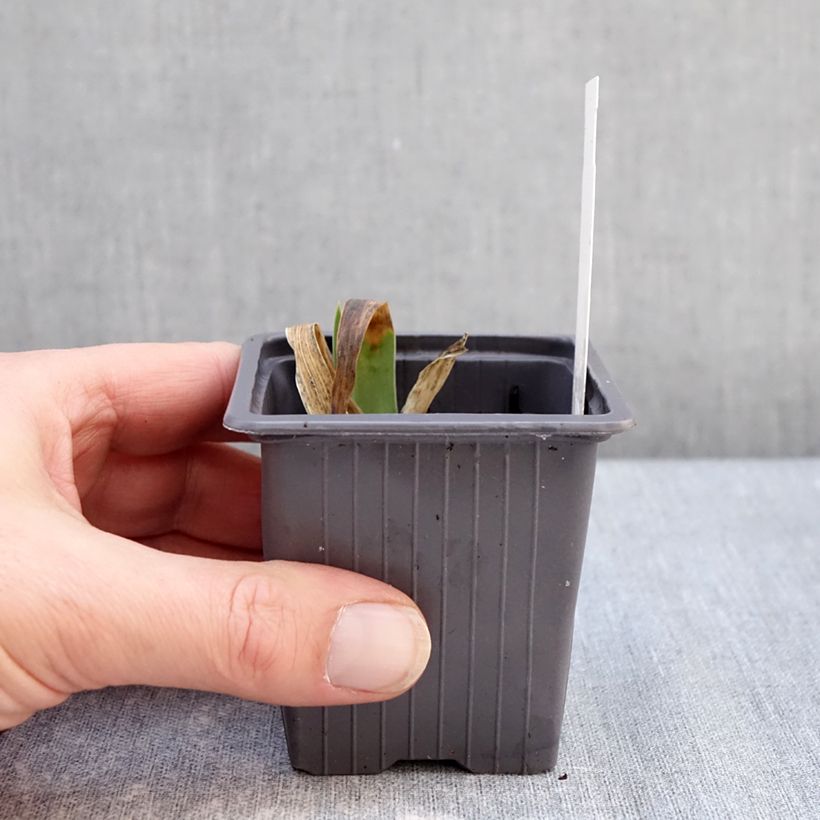 Exemplaar van Iris germanica Accent Variegata - Baardiris Kweekpotje van 8/9 cm zoals geleverd in de winter